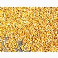 Продам кукурудзу 250 тонн, Черкаська обл, Крутьки