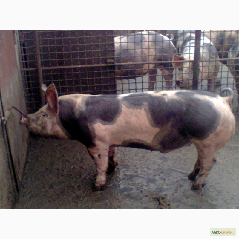 Свиньи пьетрен характеристика. Порода свиней пьентренов.