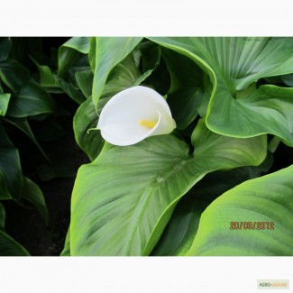 Продам цветы каллы ( калла эфиопская белая): срез цветка, посадочный материал; срез листа