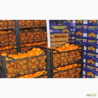 Продам оптом мандарины от 20 тонн в ящиках 12-13 кг