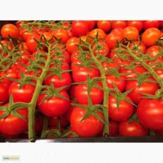 Предлагаем свежий томат шерри из Испании оптом