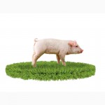 Белково-витаминные добавки для свиней (МТ) отлучка ООО ТД ТОРМИКС