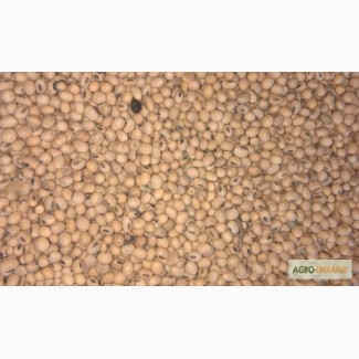 Соя насіння під раундап (Monroe Monsanto, США RR2), соя семена