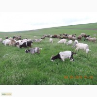 Продам стадо овец и коз