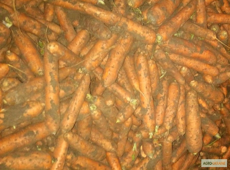 Фото 2. Продам морковь оптом - на экспорт