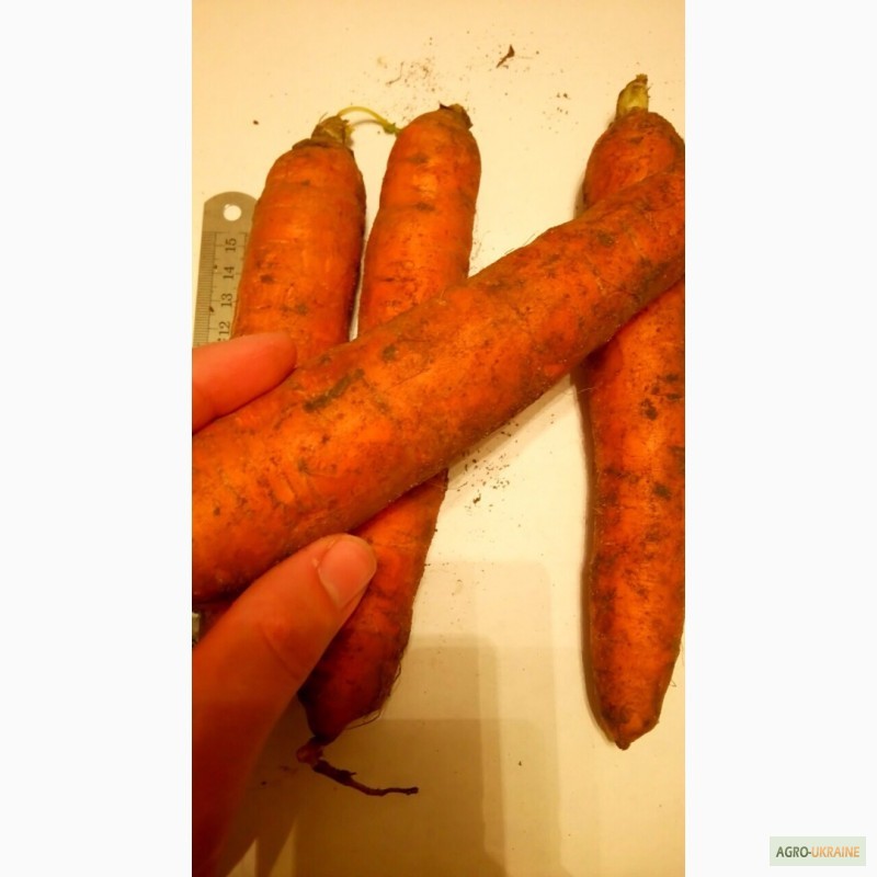 Фото 3. Продам морковь оптом - на экспорт