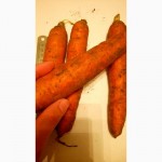 Продам морковь оптом - на экспорт