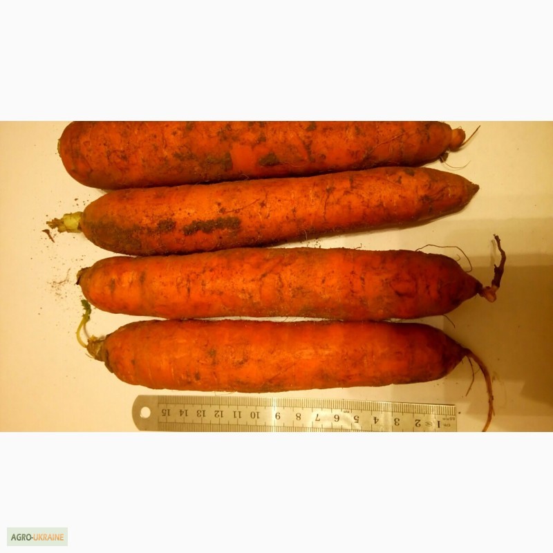 Фото 4. Продам морковь оптом - на экспорт