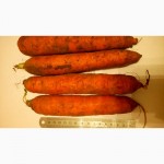 Продам морковь оптом - на экспорт