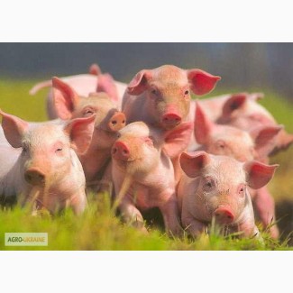 ТОВ Ситий Двір продає поросят мясної селекції на від одівлю