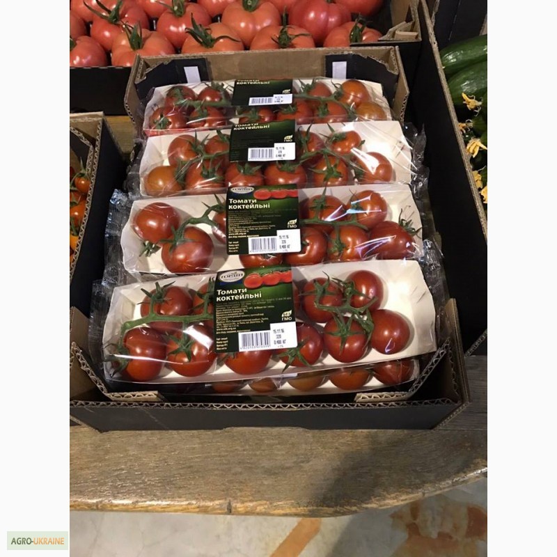 Фото 7. Продам помідоры. найвища якість