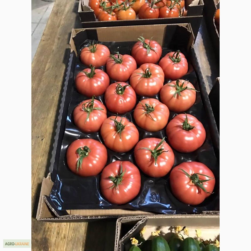 Фото 5. Продам помідоры. найвища якість