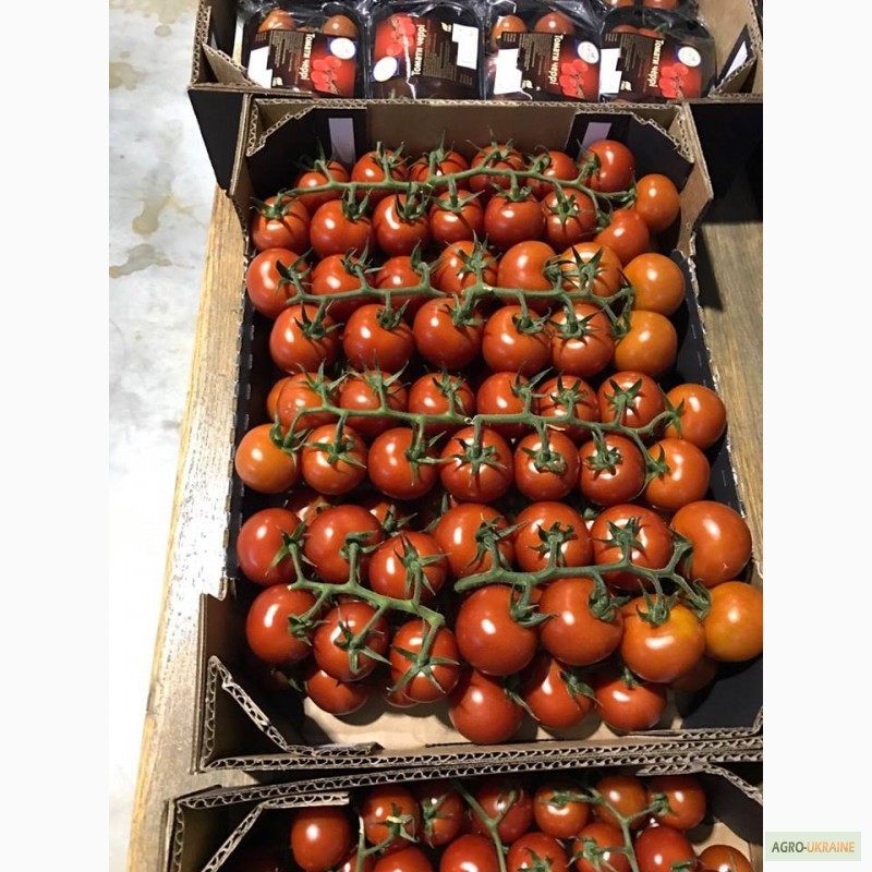 Фото 8. Продам помідоры. найвища якість