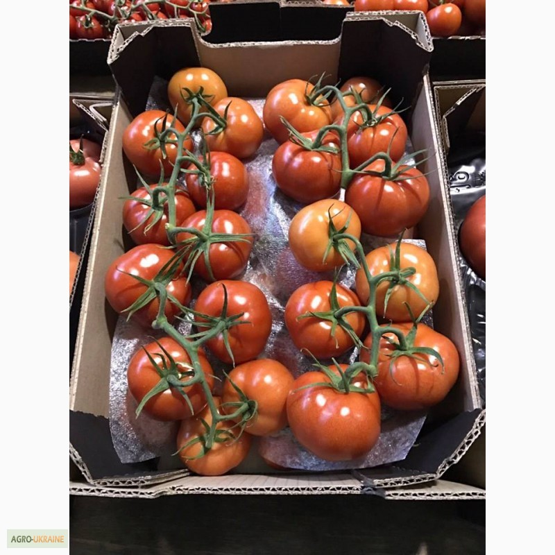 Фото 10. Продам помідоры. найвища якість