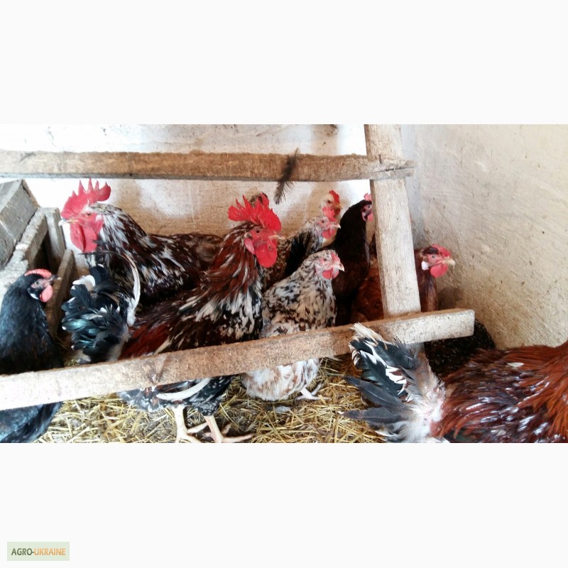 Фото 2. Инкубационное яйцо, цыплят Полтавских ситцевых кур