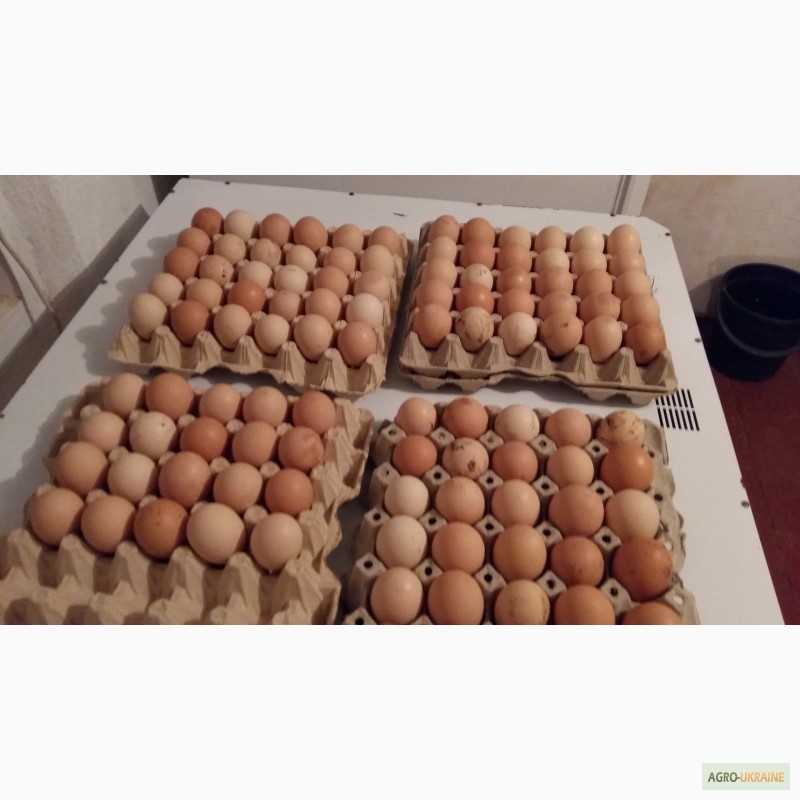 Фото 4. Инкубационное яйцо, цыплят Полтавских ситцевых кур