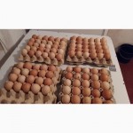 Инкубационное яйцо, цыплят Полтавских ситцевых кур