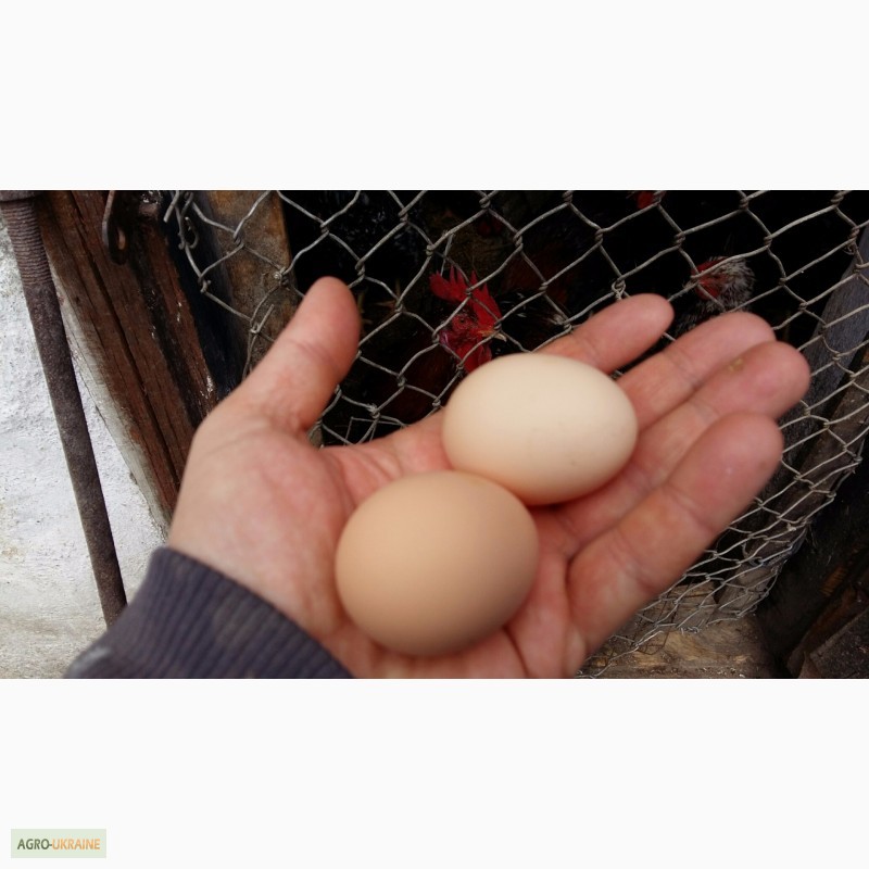 Фото 5. Инкубационное яйцо, цыплят Полтавских ситцевых кур
