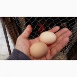 Инкубационное яйцо, цыплят Полтавских ситцевых кур