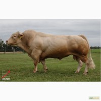Спермопродукция быков породы INRA 95