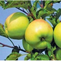 Продам саджанці яблунь зелених сортів