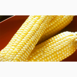 Продам високоврожайну кукурудзу Гран 6 (ФАО 300)
