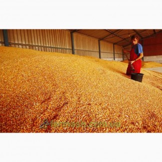 Зерно Кукурудзи Пшениці