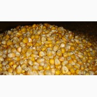 Зерно Кукурудзи Пшениці