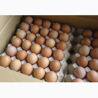 Продам инкубационные яйца адлера серебристого