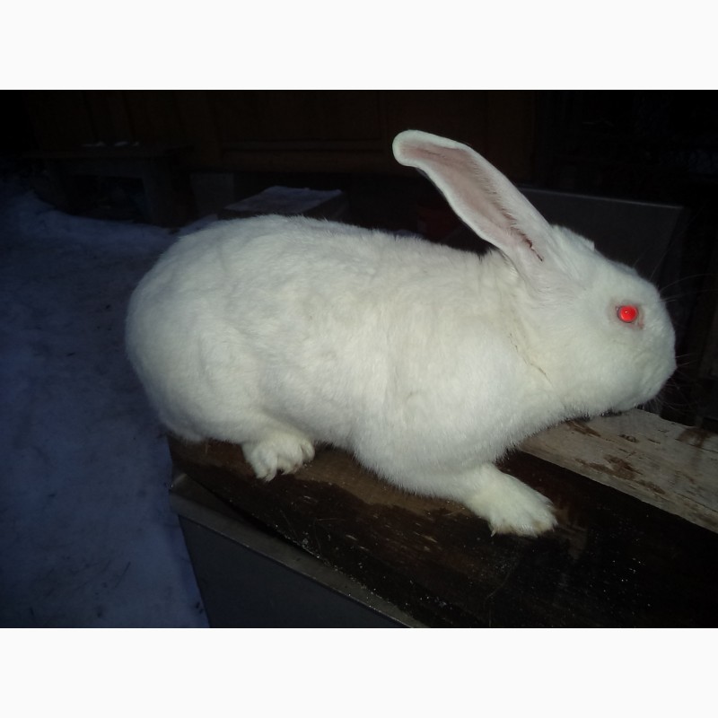 Фото 2. Порода кролів Термонська біла