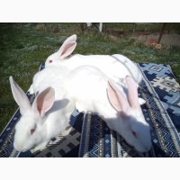 Порода кролів Термонська біла