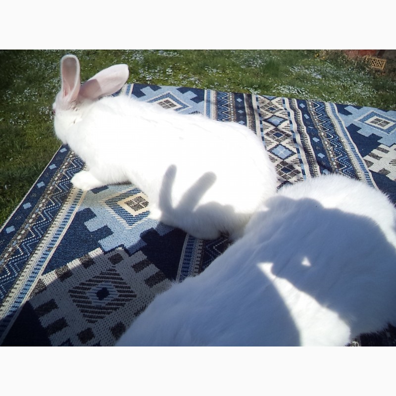 Фото 4. Порода кролів Термонська біла