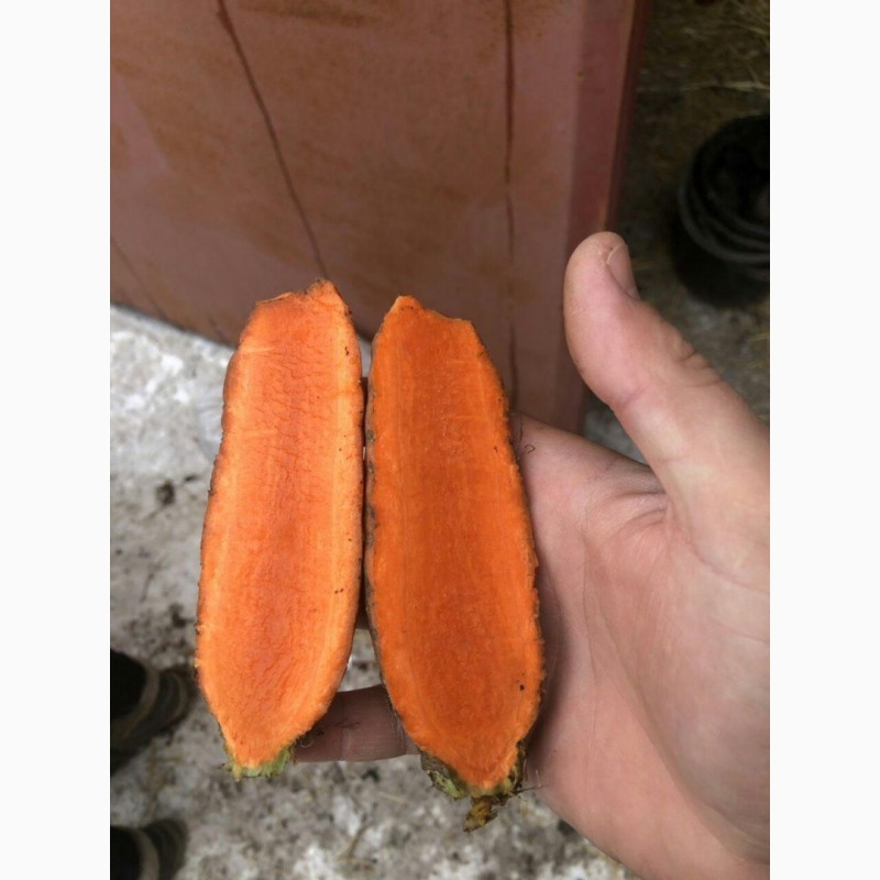 Фото 2. Морковь сорт Канада и Абако