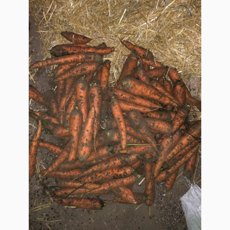 Морковь сорт Канада и Абако