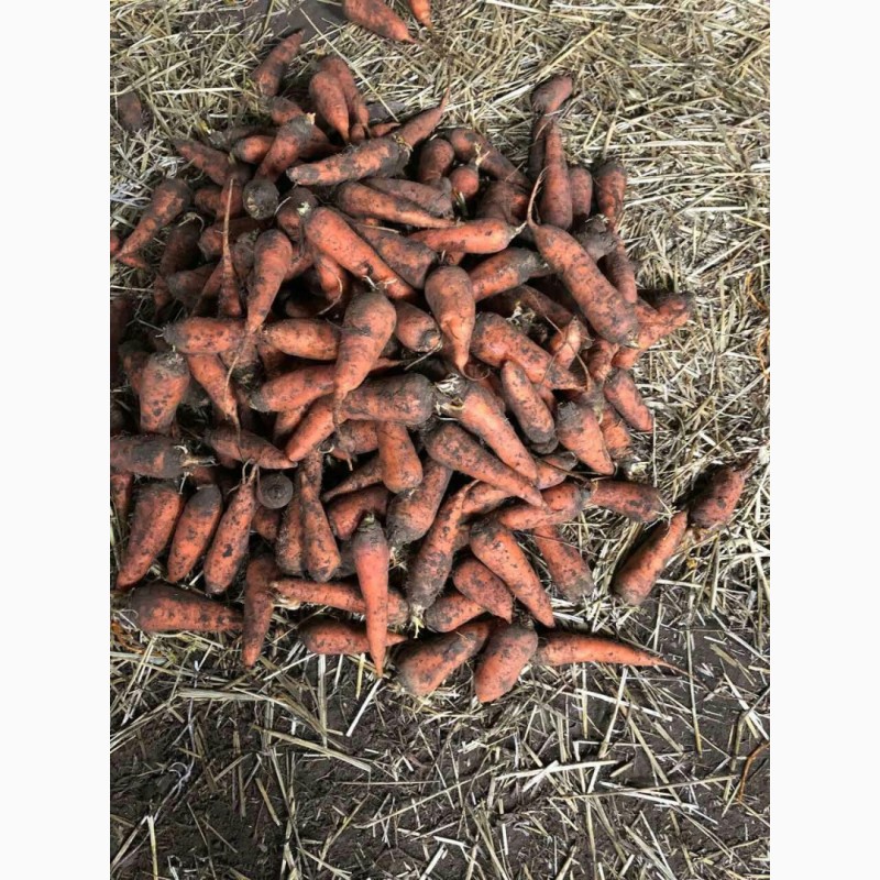 Фото 6. Морковь сорт Канада и Абако