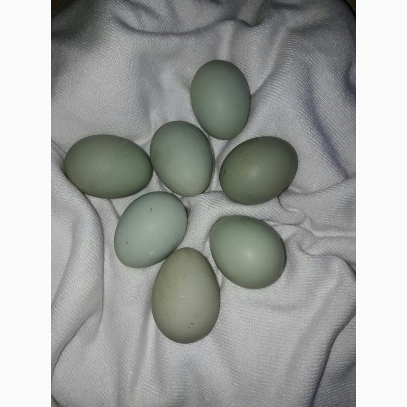 Фото 4. Інкубаційні яйця кур порди Синь Дянь