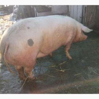 Продам свиню мясної породи Петрена