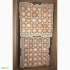 Фото 3. Продам яйцо куриное, C0, C1, C2, белое и коричневое, яйцо свежое, крупное