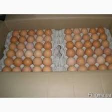 Фото 9. Продам яйцо куриное, C0, C1, C2, белое и коричневое, яйцо свежое, крупное