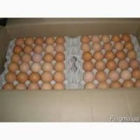 Продам яйцо куриное, C0, C1, C2, белое и коричневое, яйцо свежое, крупное