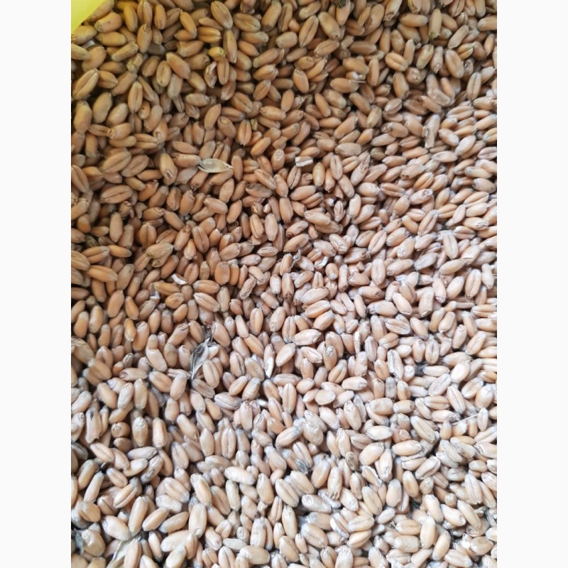 Продам пшеницу, купити пшеницу — Agro-Ukraine