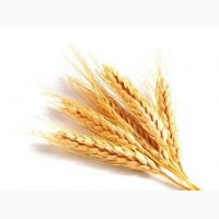 Постоянно закупаем пшеницу