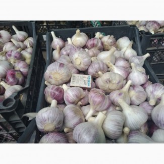 Продам чеснок, урожай 2019, фиолетовый оттенок