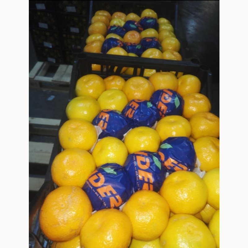 Фото 3. Продам мандарины и апельсины. опт. турция