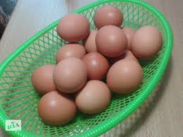 Фото 3. Инкубационное яйцо Зозулястого Доминанта