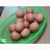 Инкубационное яйцо Зозулястого Доминанта