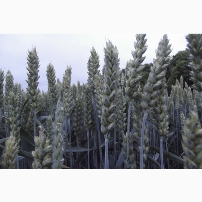 Фото 2. Семена озимой пшеницы КВС Джерси - 1реп.(290-300 дней)