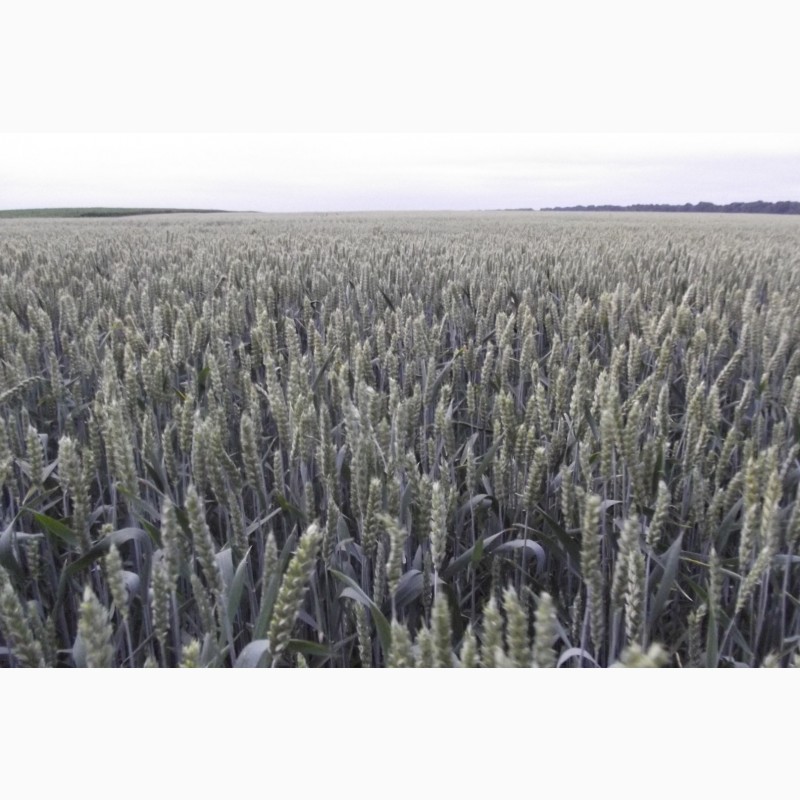 Фото 3. Семена озимой пшеницы КВС Джерси - 1реп.(290-300 дней)