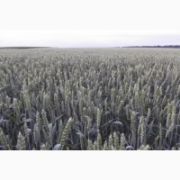Семена озимой пшеницы КВС Джерси - 1реп.(290-300 дней)