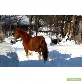 Лошадь «Буян»